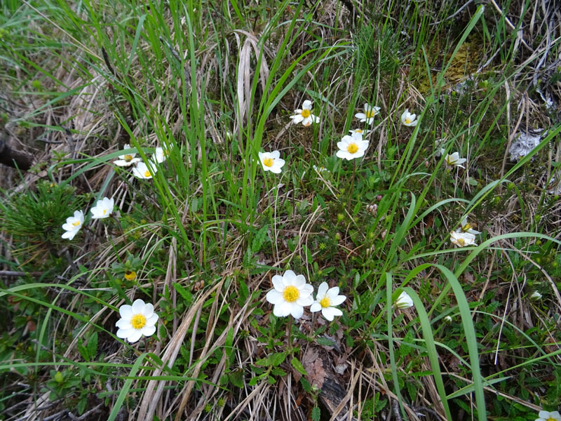 Dryas octopetala - Rosaceae (Camedrio alpino)